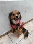 Bolinha