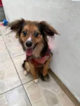 Bolinha