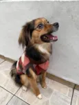 Bolinha