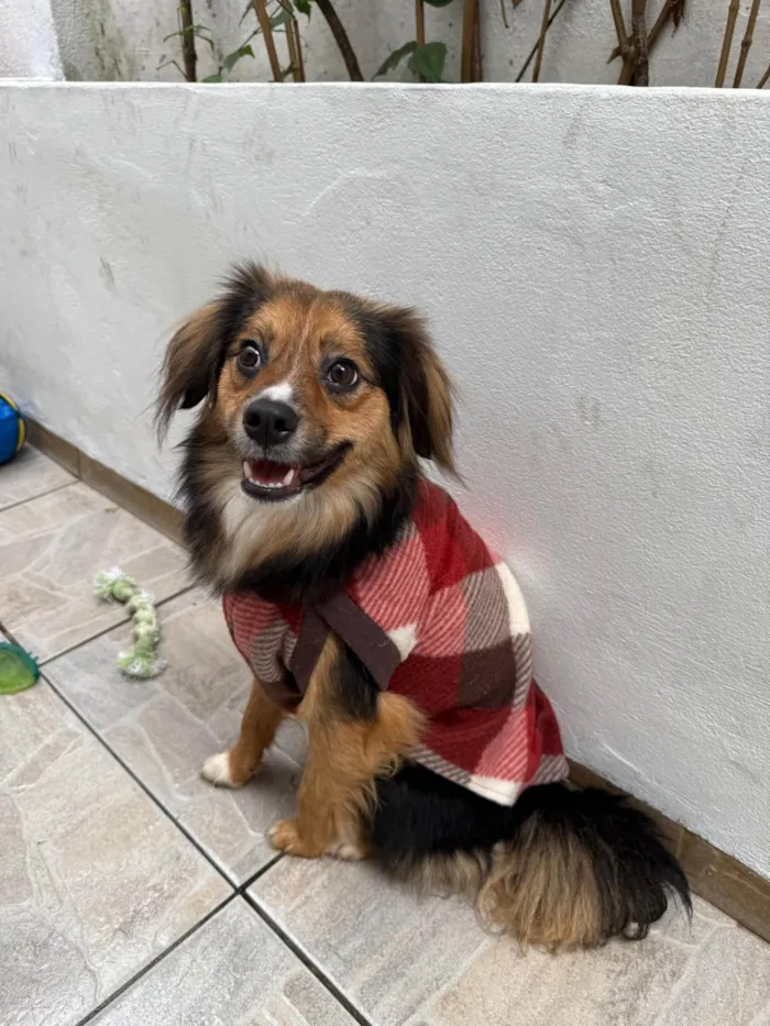 Cachorro ra a SRD-ViraLata idade 1 ano nome Bolinha