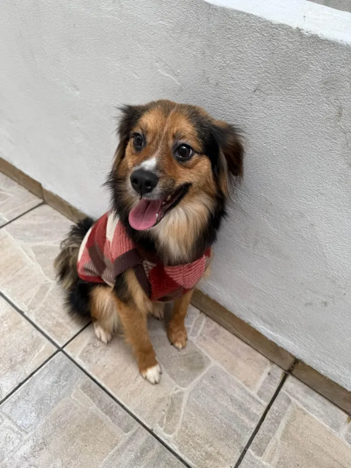 Cachorro ra a SRD-ViraLata idade 1 ano nome Bolinha