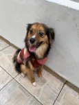Bolinha