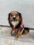Bolinha