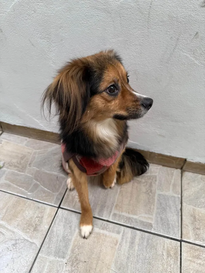 Cachorro ra a SRD-ViraLata idade 1 ano nome Bolinha