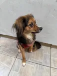Bolinha