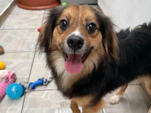 Cachorro raça SRD-ViraLata idade 1 ano nome Bolinha