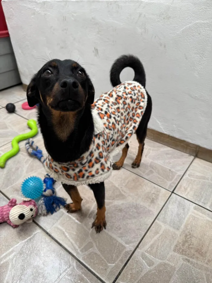 Cachorro ra a SRD-ViraLata idade 1 ano nome Lady