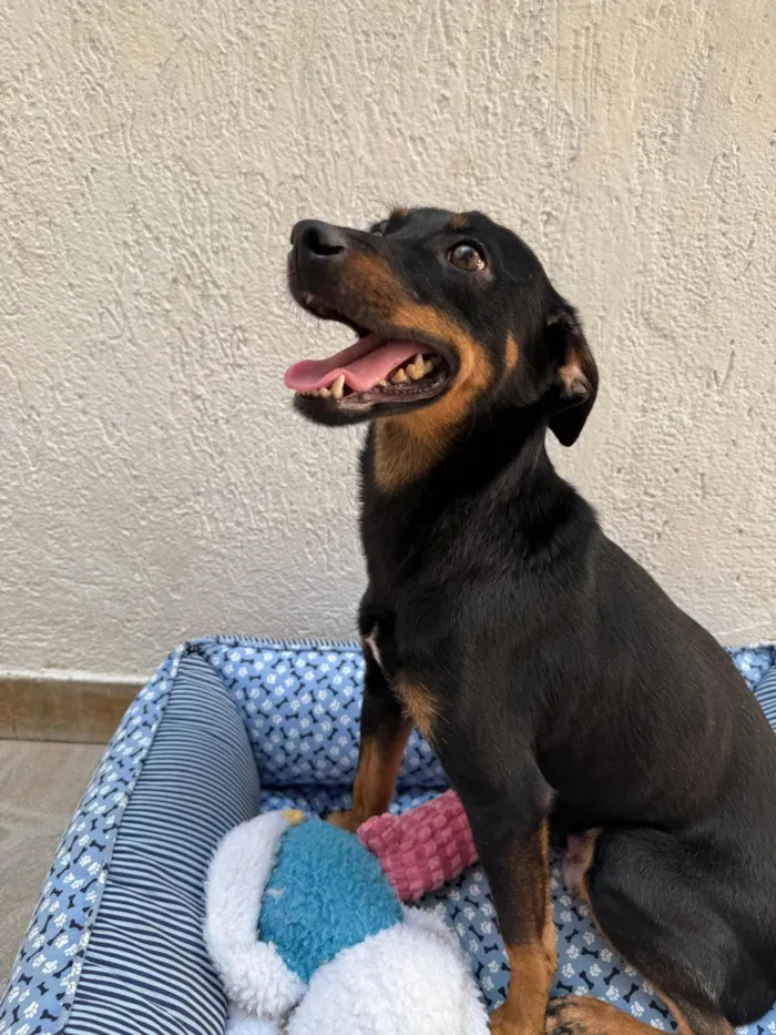Cachorro ra a SRD-ViraLata idade 1 ano nome Lady