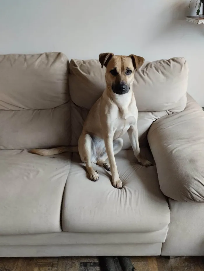Cachorro ra a SRD-ViraLata idade 1 ano nome Francisca 