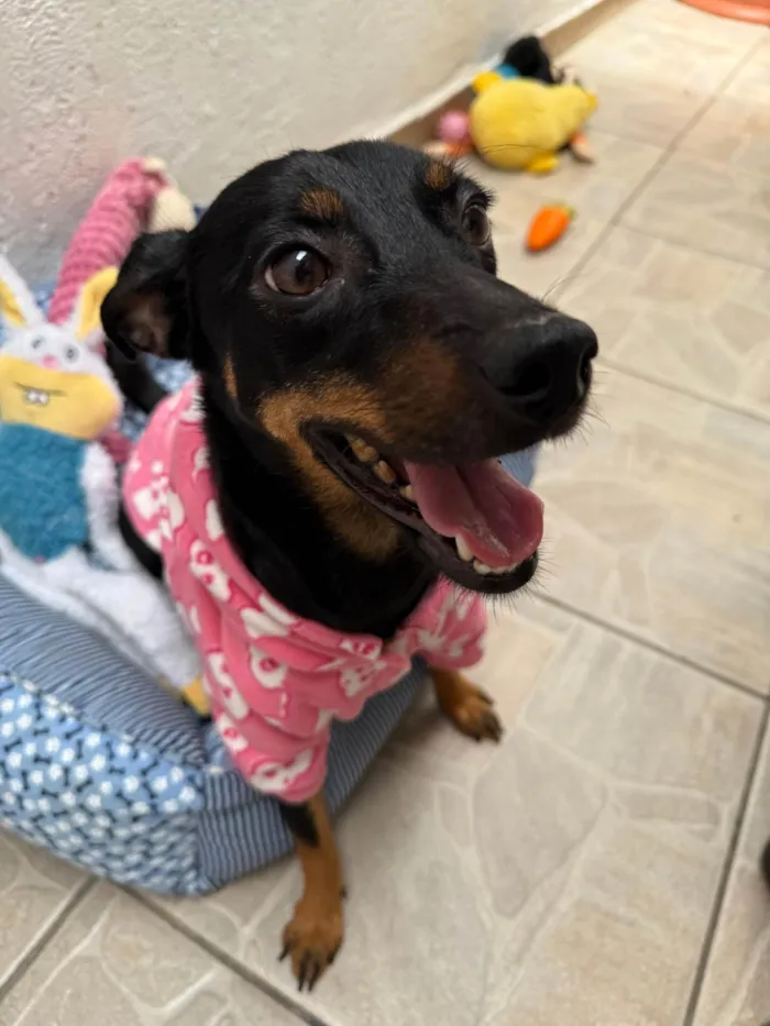 Cachorro ra a SRD-ViraLata idade 1 ano nome Lady