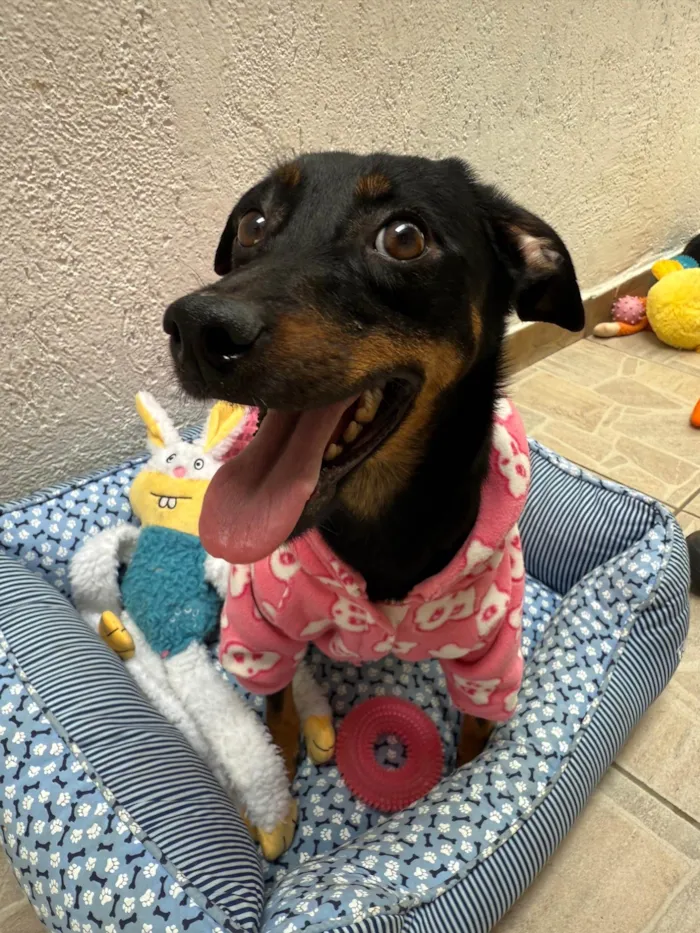 Cachorro ra a SRD-ViraLata idade 1 ano nome Lady