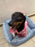 Lady