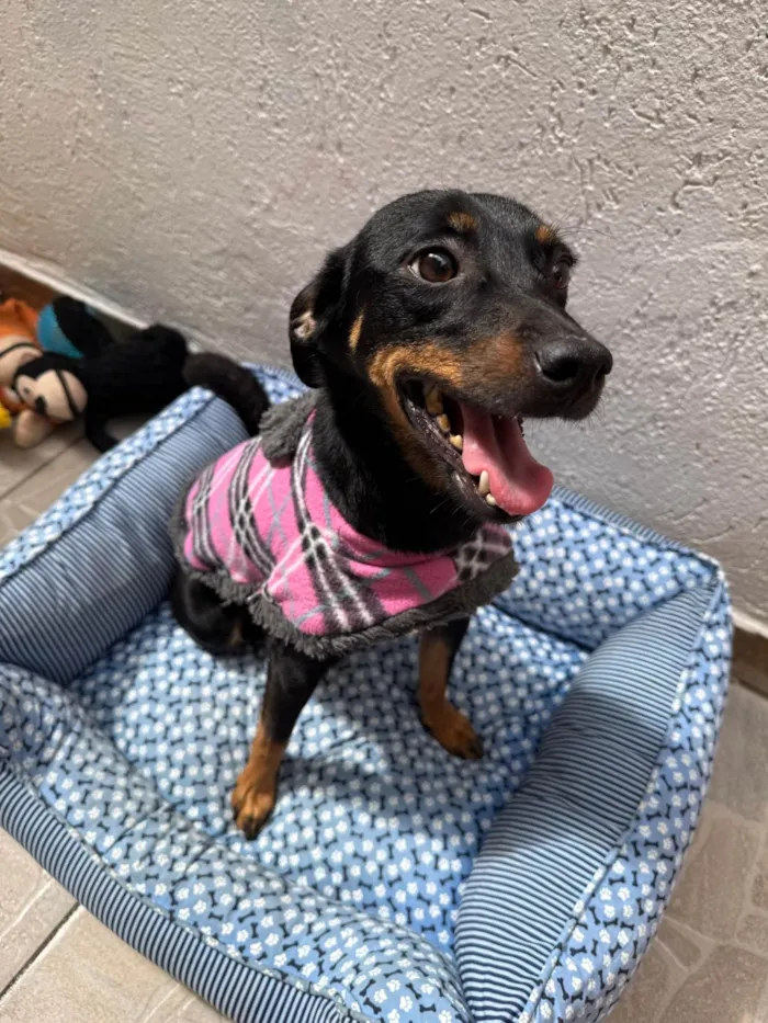 Cachorro ra a SRD-ViraLata idade 1 ano nome Lady