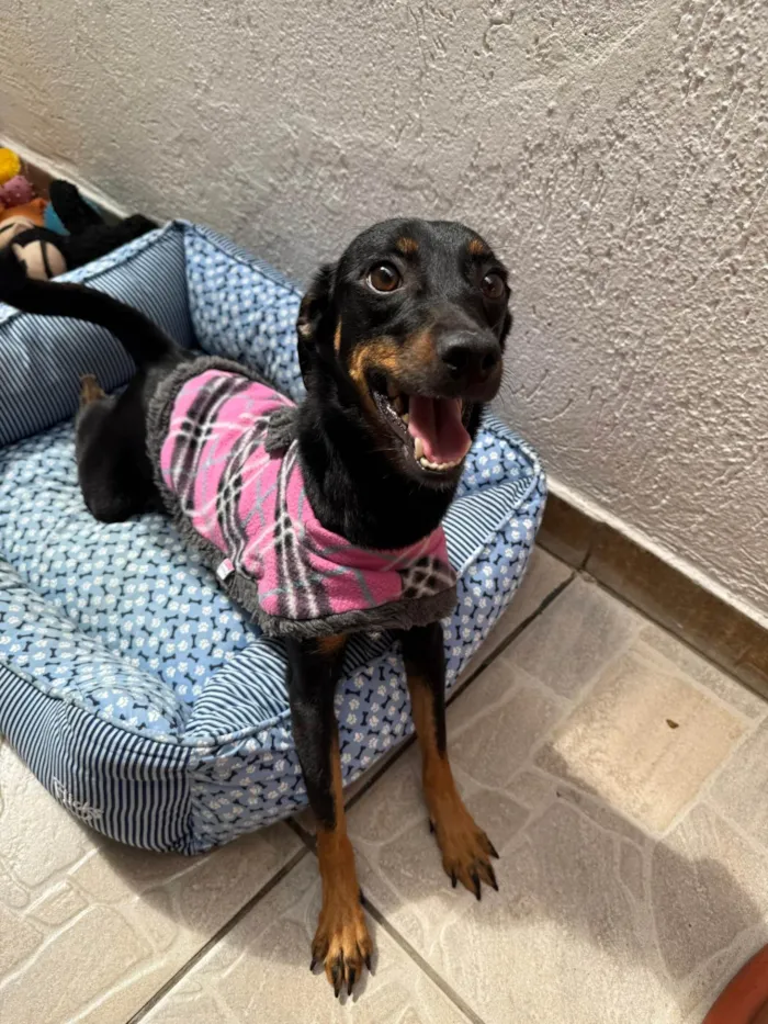 Cachorro ra a SRD-ViraLata idade 1 ano nome Lady