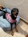 Lady