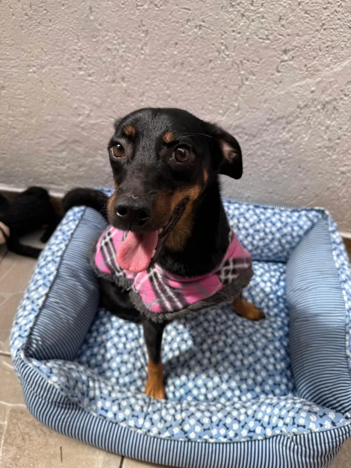 Cachorro ra a SRD-ViraLata idade 1 ano nome Lady