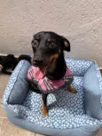 Lady