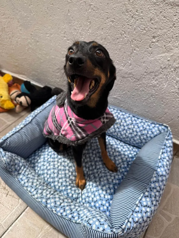 Cachorro ra a SRD-ViraLata idade 1 ano nome Lady