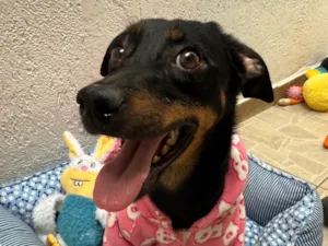 Cachorro raça SRD-ViraLata idade 1 ano nome Lady