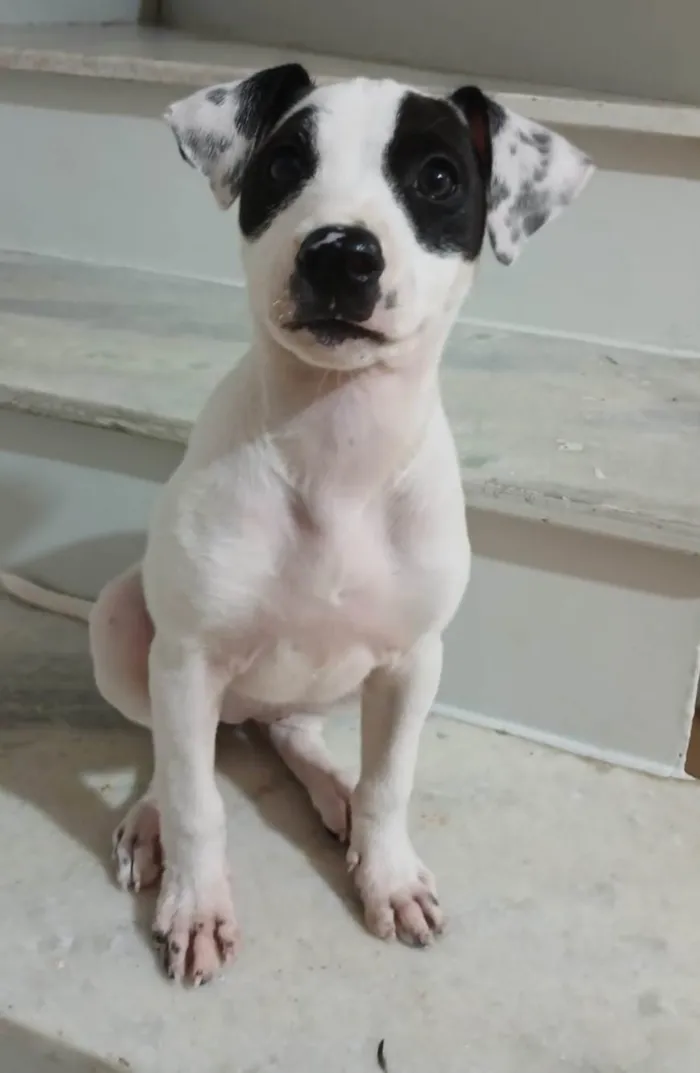 Cachorro ra a SRD-ViraLata idade 2 a 6 meses nome Judite