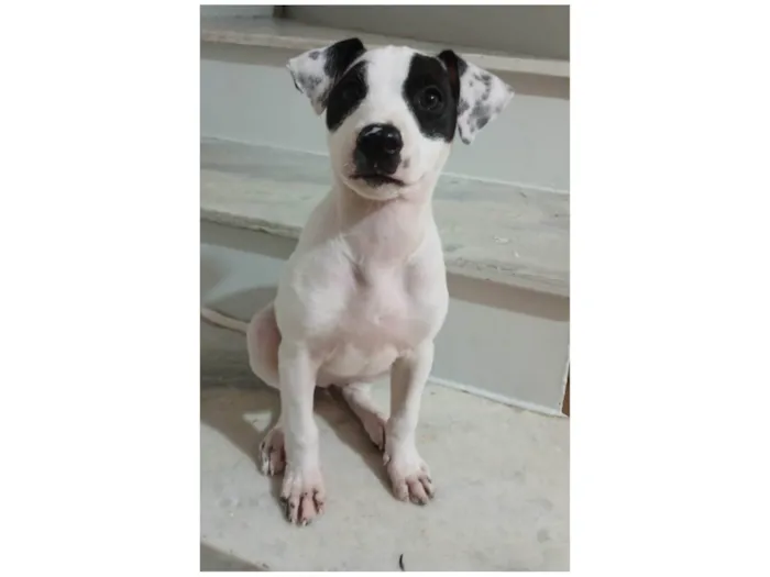 Cachorro ra a SRD-ViraLata idade 2 a 6 meses nome Judite