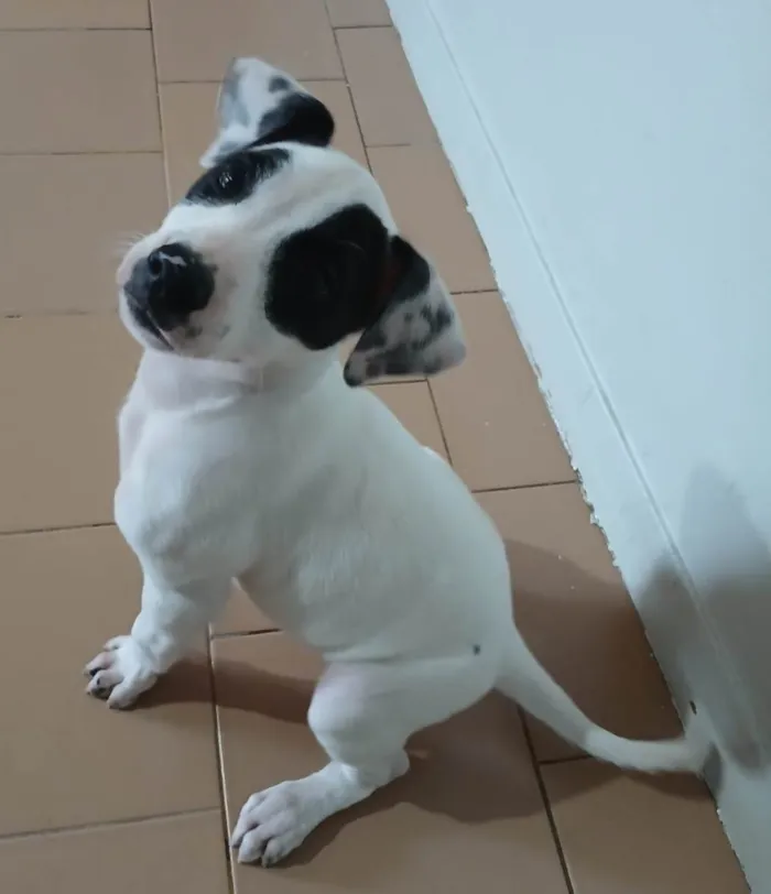 Cachorro ra a SRD-ViraLata idade 2 a 6 meses nome Judite