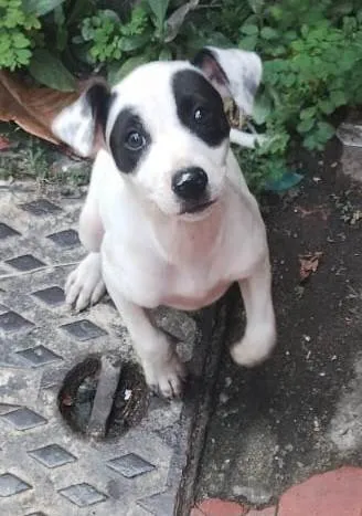 Cachorro ra a SRD-ViraLata idade 2 a 6 meses nome Judite