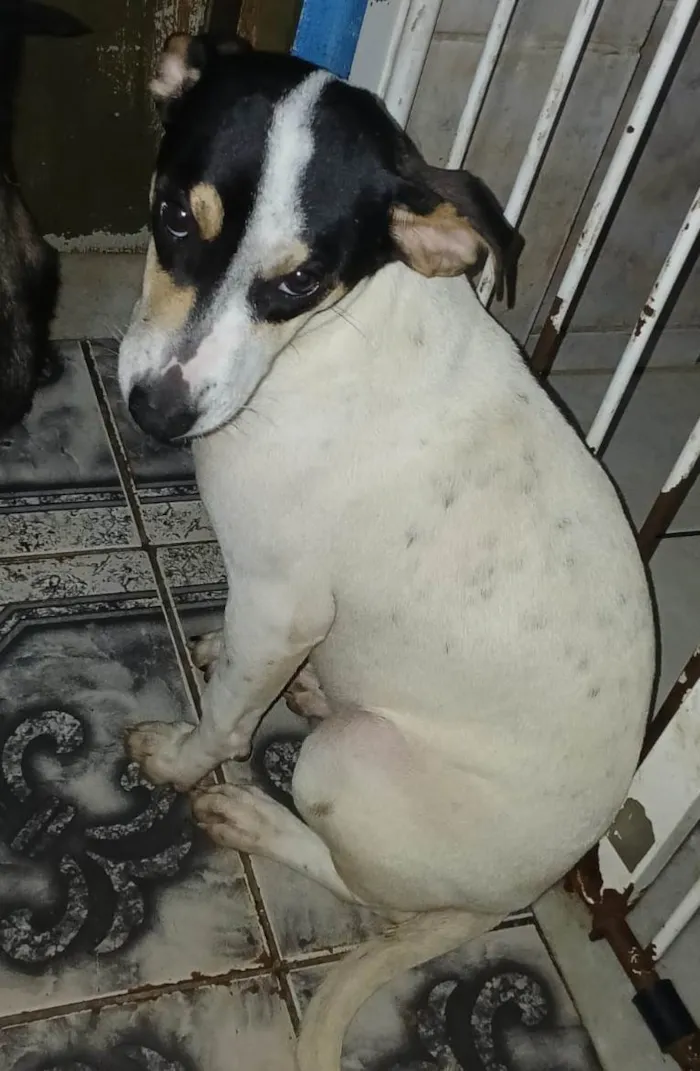 Cachorro ra a SRD-ViraLata idade 2 a 6 meses nome Dudinha