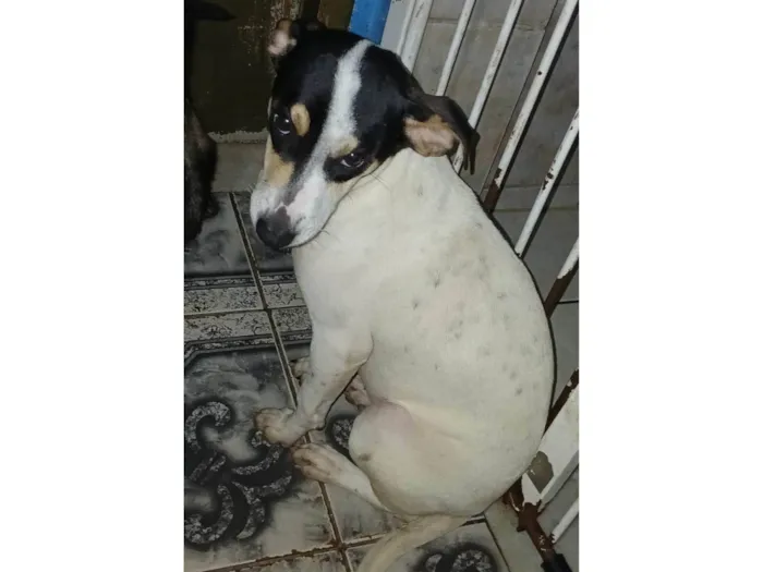 Cachorro ra a SRD-ViraLata idade 2 a 6 meses nome Dudinha