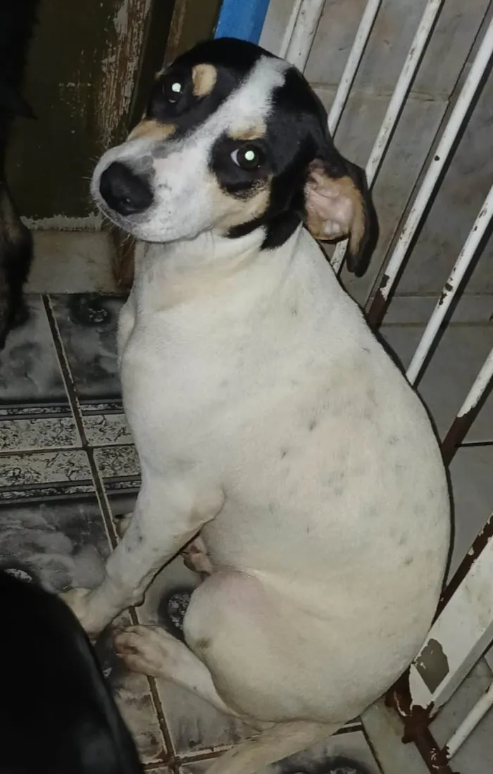 Cachorro ra a SRD-ViraLata idade 2 a 6 meses nome Dudinha