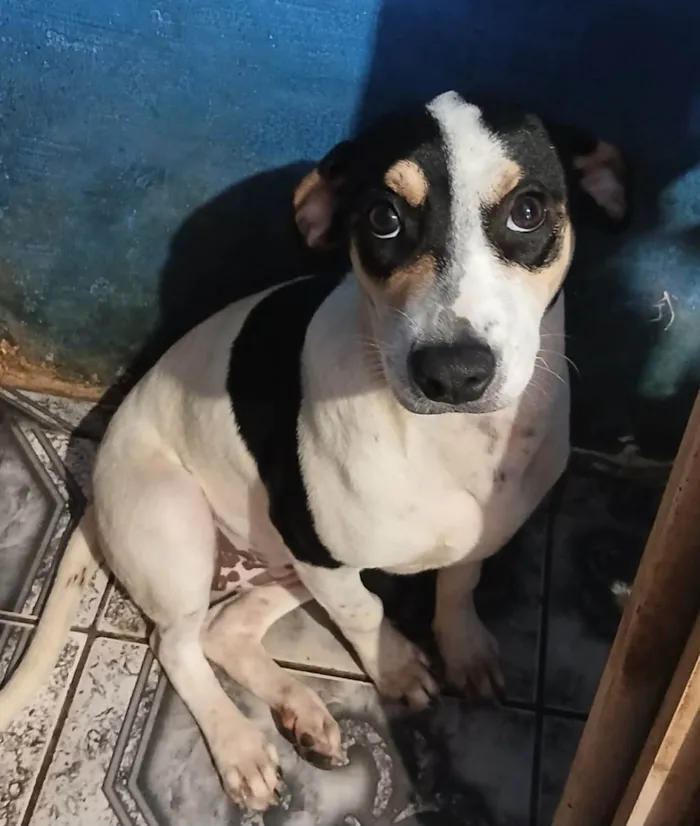 Cachorro ra a SRD-ViraLata idade 2 a 6 meses nome Dudinha