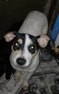 Dudinha