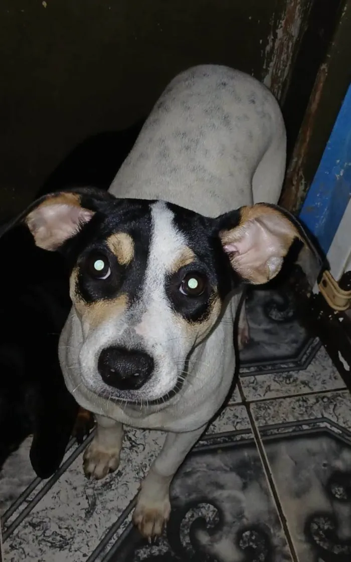 Cachorro ra a SRD-ViraLata idade 2 a 6 meses nome Dudinha