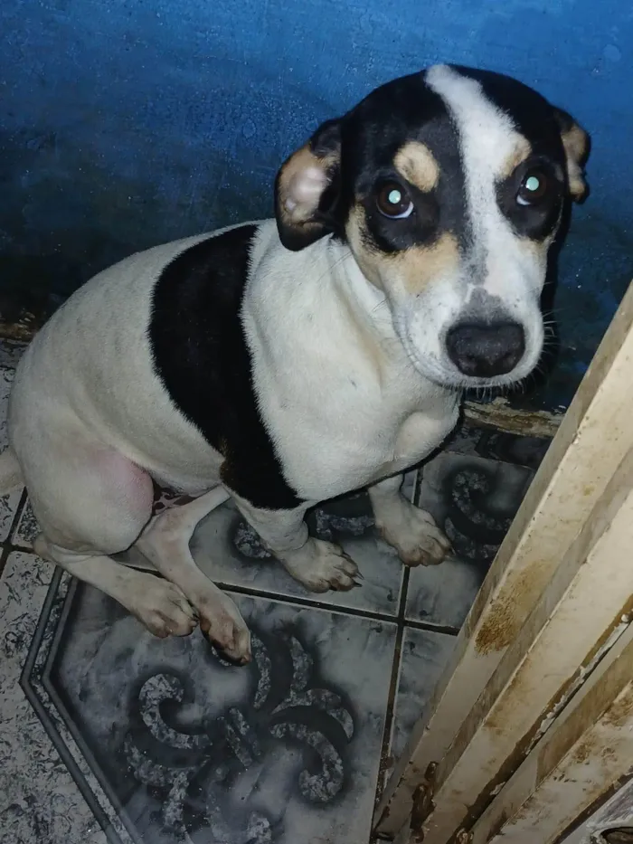 Cachorro ra a SRD-ViraLata idade 2 a 6 meses nome Dudinha