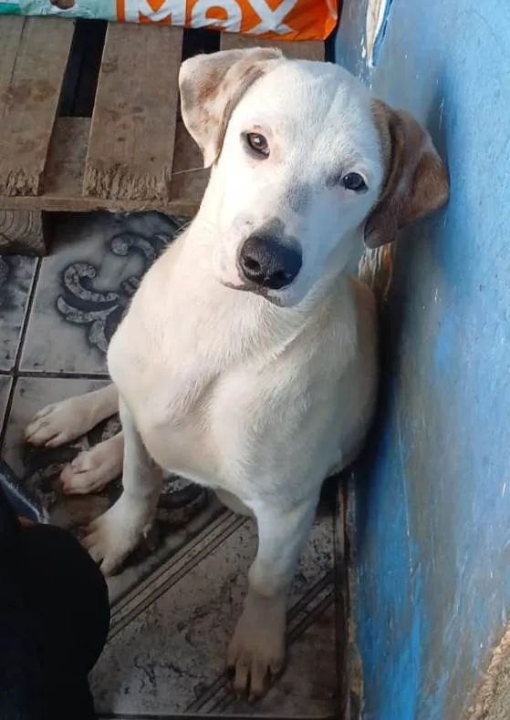 Cachorro ra a SRD-ViraLata idade 2 a 6 meses nome Branco