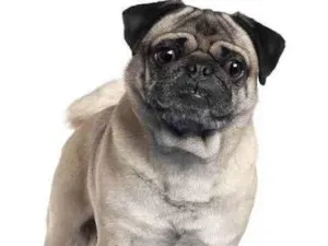Cachorro raça Pug idade 6 ou mais anos nome Theo