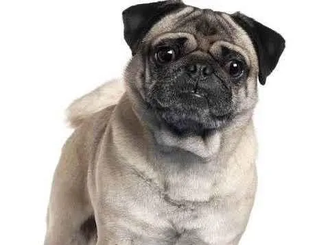 Cachorro ra a Pug idade 6 ou mais anos nome Theo