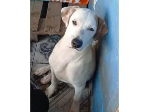 Cachorro raça SRD-ViraLata idade 2 a 6 meses nome Branco