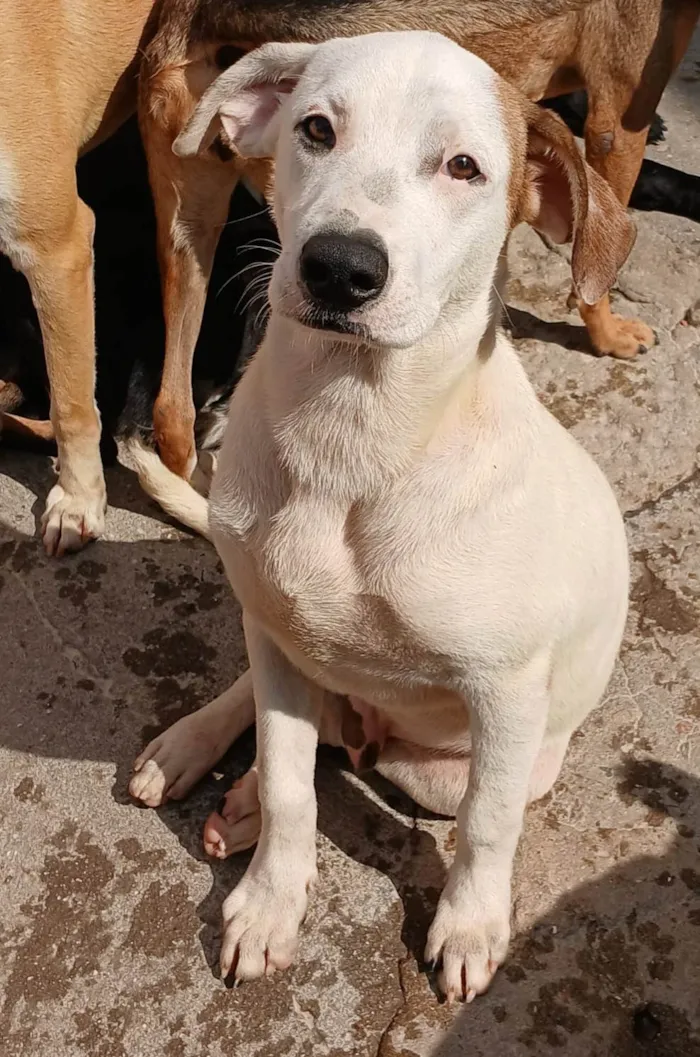 Cachorro ra a SRD-ViraLata idade 2 a 6 meses nome Branco