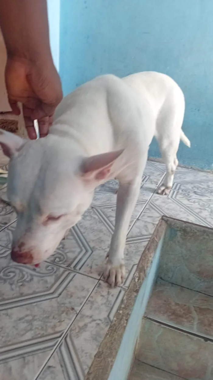 Cachorro ra a Pit-Bull idade 6 ou mais anos nome Akira