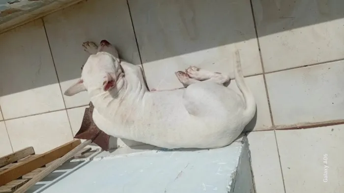 Cachorro ra a Pit-Bull idade 6 ou mais anos nome Akira