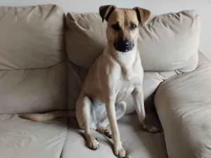 Cachorro raça SRD-ViraLata idade 1 ano nome Francisca 