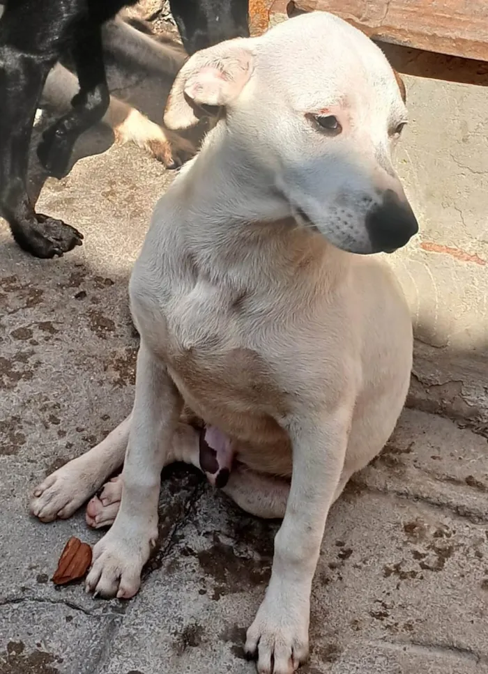 Cachorro ra a SRD-ViraLata idade 2 a 6 meses nome Branco
