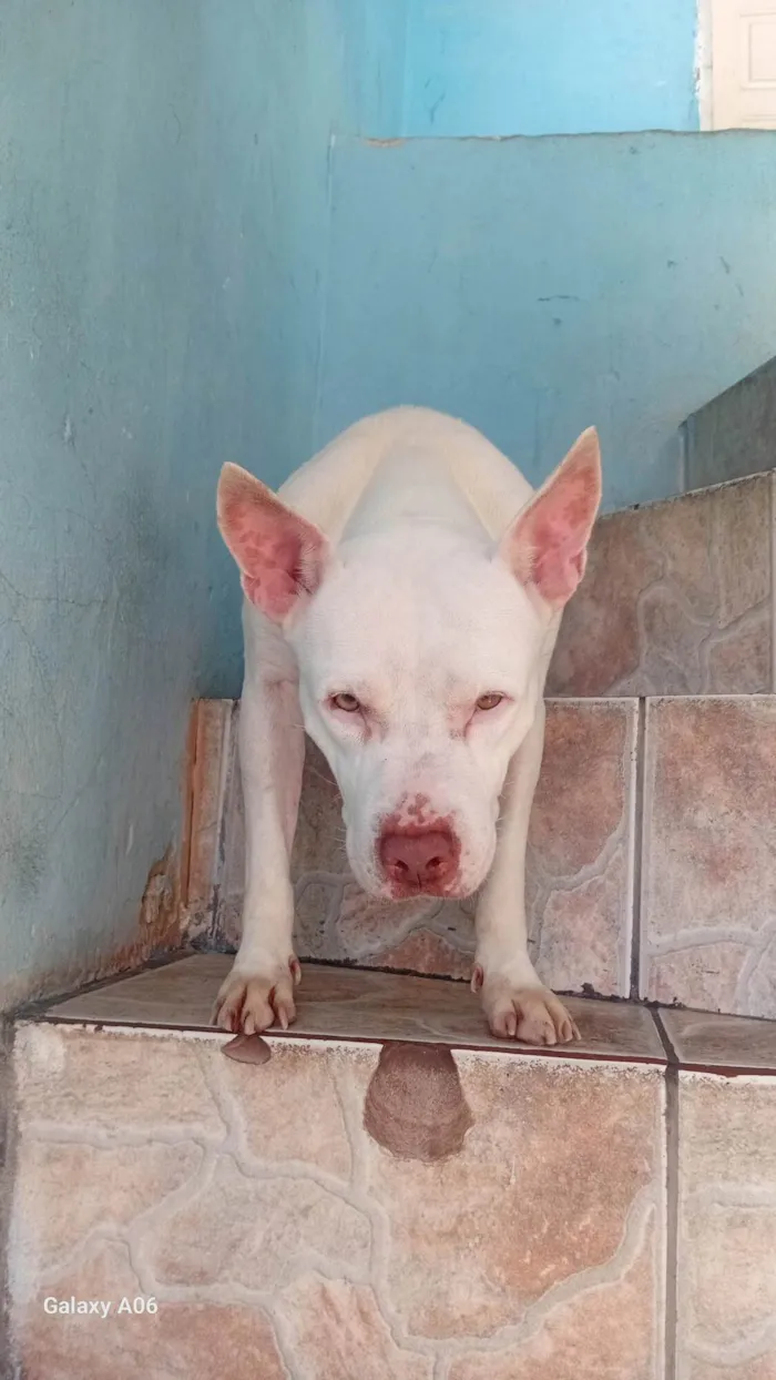 Cachorro ra a Pit-Bull idade 6 ou mais anos nome Akira