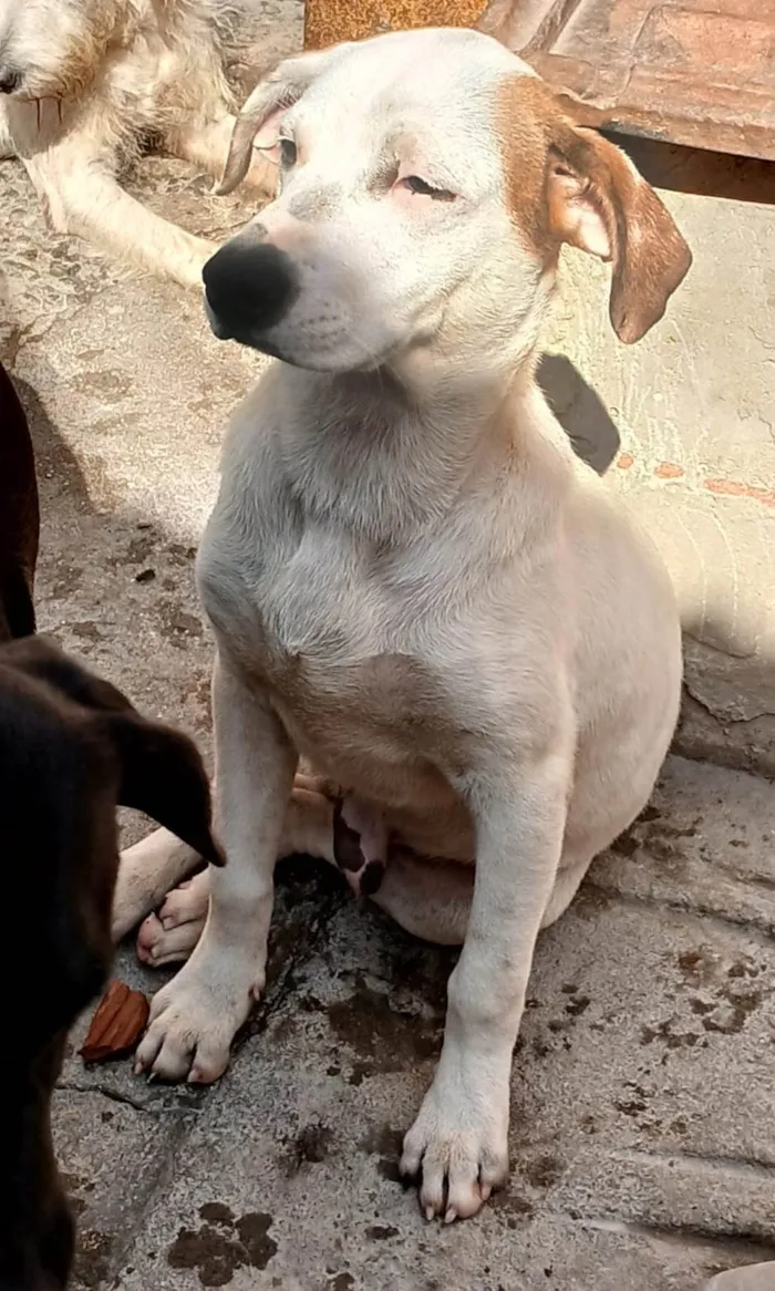 Cachorro ra a SRD-ViraLata idade 2 a 6 meses nome Branco