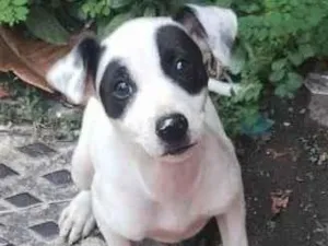 Cachorro raça SRD-ViraLata idade 2 a 6 meses nome Judite