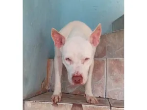 Cachorro raça Pit-Bull idade 6 ou mais anos nome Akira