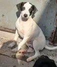 Bijuzinho