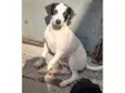 Bijuzinho