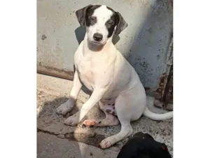 Cachorro raça SRD-ViraLata idade 2 a 6 meses nome Bijuzinho